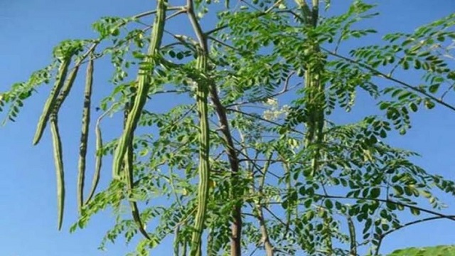 ছবি সংগৃহীত